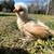 Polish Chicks 11 thumbnail