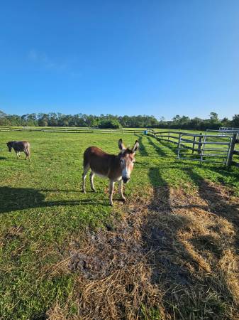 Donkey 1