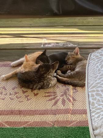 rehoming 5 kittens all 2 month old (irvington)63624616312451121
