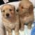 Golden retriever 1 thumbnail