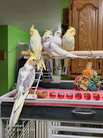 COCKATIELS, Handfed, Tame (Bessemer/Hoover vicinity)63314287807617121