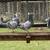 Long distance homing pigeons 11 thumbnail