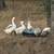 Goose 2 thumbnail