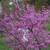 Flowering Trees, Ornamental Trees, Shade Trees, Evergreen 3 thumbnail