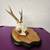 Small Antler Mount 3 thumbnail