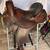 Freedom Gaited Western Saddle 15" Deep seat 1 thumbnail