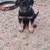 GERMAN SHEPHERD 1 thumbnail
