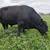 Black Angus bull 3 thumbnail