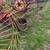 Mw hay rake 5 thumbnail