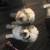 Old English Sheepdogs Loving Home for Two Very Bonded Female Dogs 3 thumbnail