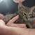 Make kitten 3 thumbnail