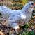 Cold hardy hens Chicks chickens pullets all female almost laying eggs 4 thumbnail