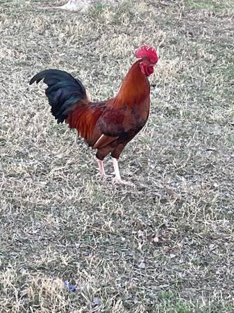 Rooster 1