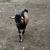 Intact Billy goats 2 thumbnail