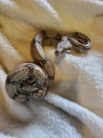 Baby bci boa 1