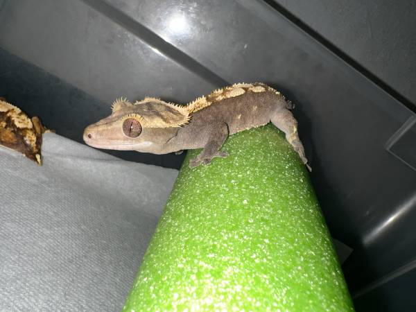 Crested geckos 1