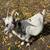 nigerian dwarf goats 1 thumbnail