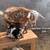 Registered Nigerian Dwarf Goat Does; Pregnant, in milk, and Doelings 2 thumbnail