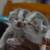 Scottish fold and straight kittens 1 thumbnail