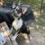 Frenchie Mix Male 2 thumbnail