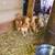 Chicks (pollito) 3 thumbnail