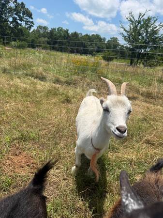 Goats 1