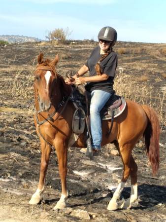 Arabian gelding 1