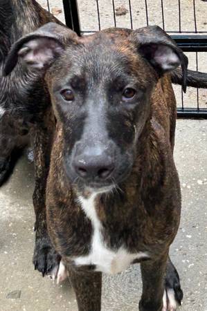 puppy for rehome (Land O Lakes)64002722647042121