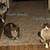 Fixed kittens for adoption 1 thumbnail