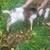 nubian buck 1 thumbnail