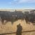 120 Angus - Open Replacement Heifers 5 thumbnail