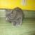 Kitten 2 thumbnail
