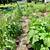 Communal Housing w/ Garden 21 thumbnail