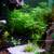 Aquarium Plants&Bloody Mary Shrimps - $1 (san jose north) 4 thumbnail