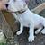 Dogo Argentino puppy 1 thumbnail