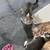 free young cats 2 thumbnail