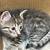 Kittens 1 thumbnail