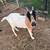 Fainting goats 7 thumbnail