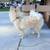 Pomeranian 4 thumbnail