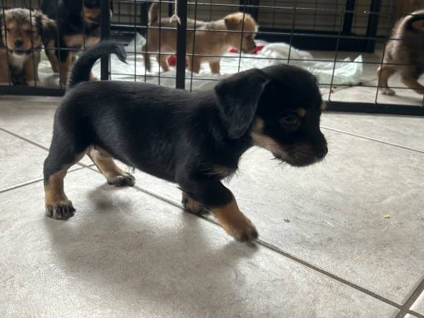 Maltipoo dachshund pup63670591187073121