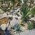 All different Types and Various Cactus's!! 15 thumbnail