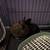 Rehoming 3 bunnies small fee 2 thumbnail