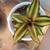 Cryptanthus bivittatus - Earth Star - Terrestrial Bromeliad - 3 Cultiv 4 thumbnail