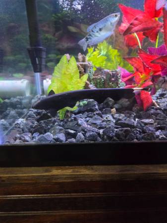 Ghost knife fish545427908556247041