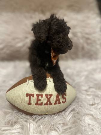 Golden doodles (Shiner)63667217007107122