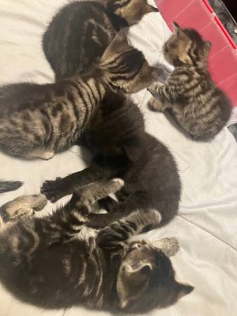Beautiful, healthy kittens (East New York)63923588359810120