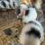 Harlequin bunnies 5 thumbnail