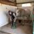 Farrier Service 2 thumbnail