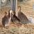 Ducks,bantam chickens, 9 thumbnail