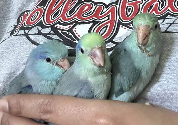 Parrotlets 1